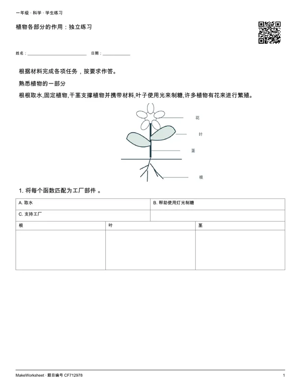 植物各部分的作用:独立练习: first student practice page