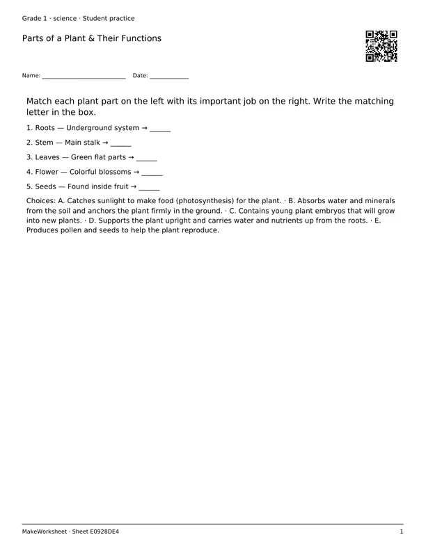 Parts of a Plant & Their Functions: first student practice page